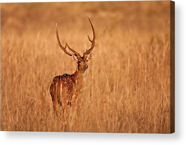 Animal Themes Acrylic Print featuring the photograph Chital - Kanha Tiger Reserve by The Eternity Photography -
