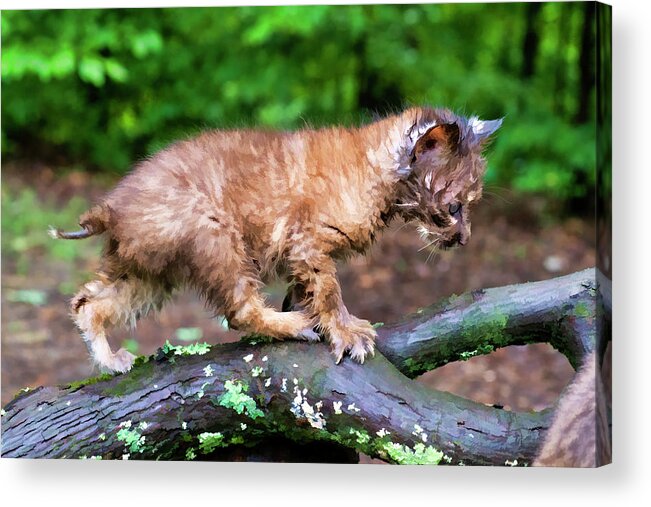 Bobcat Acrylic Print featuring the photograph Climbing along branch paintography by Dan Friend