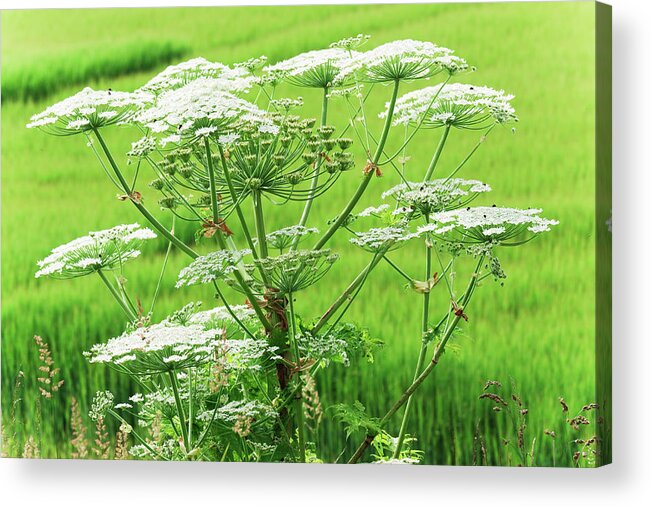 Outdoors Acrylic Print featuring the photograph Close-up Of A Giant Hogweed Growing In by Lucentius