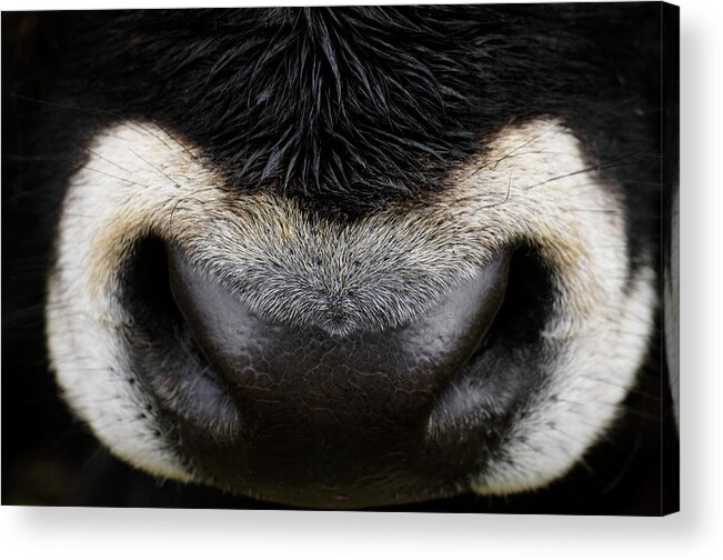 Animal Nose Acrylic Print featuring the photograph Close-up Of A Nose Of An Oxen, Russia by Win-initiative/neleman