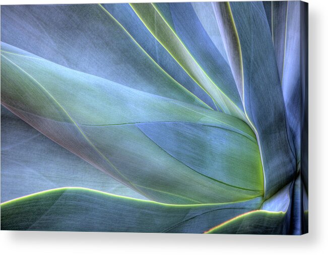 Agave Acrylic Print featuring the photograph Close-up Of Agave, Maui, Hawaii, Usa by Gallo Images/danita Delimont
