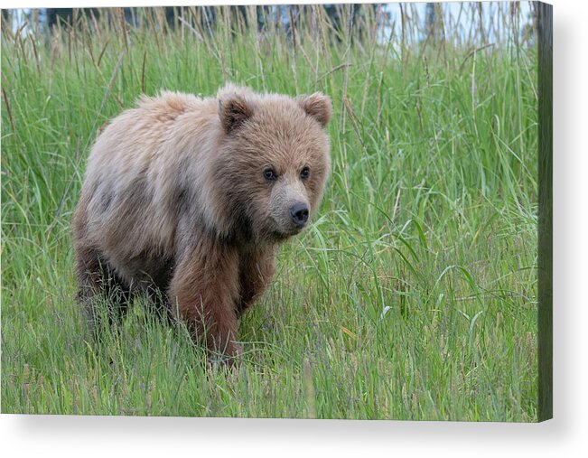 Bear Acrylic Print featuring the photograph Close up of Alaskan brown Bear Cub by Mark Hunter