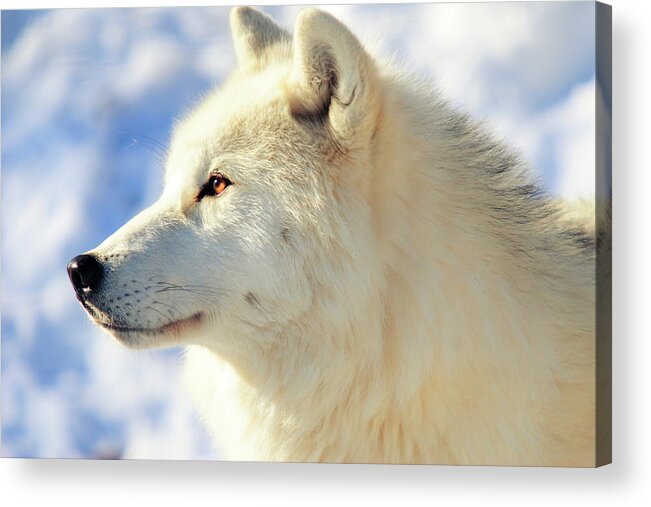 Snow Acrylic Print featuring the photograph Close Up Of Arctic Wolf by David R. Tyner