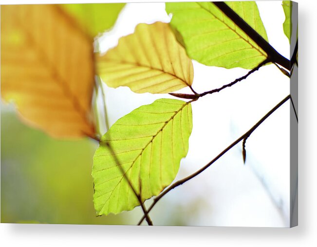 Outdoors Acrylic Print featuring the photograph Close Up Of Autumn Leaves by Ron Bambridge