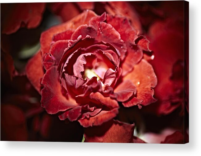 Outdoors Acrylic Print featuring the photograph Close Up Of Red Rose For Sale At Market by Niels Busch