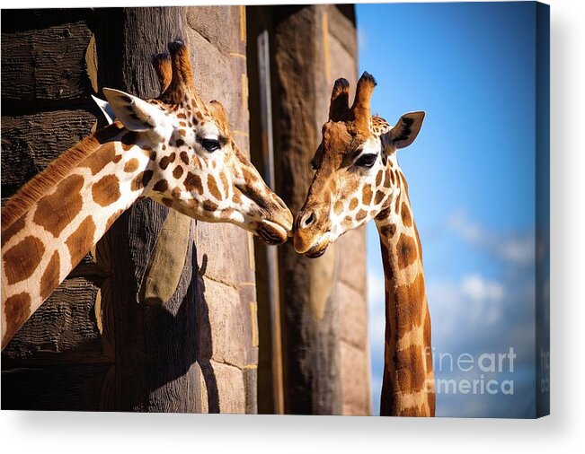 Shadow Acrylic Print featuring the photograph Close Up Of Two Giraffes Kissing by Warren Chan