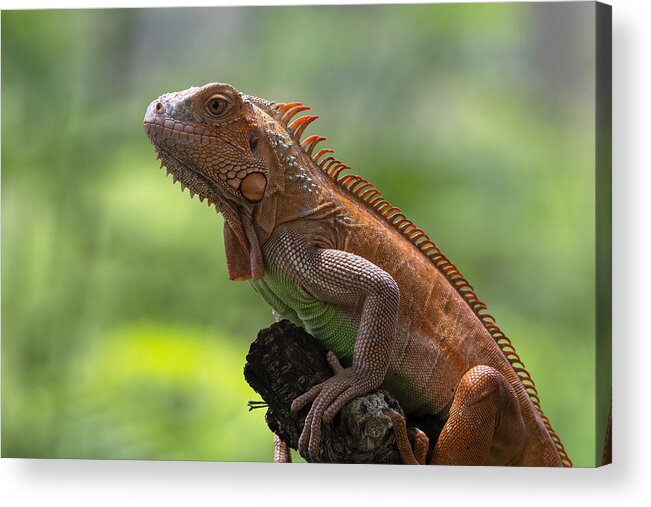 Amazon Acrylic Print featuring the photograph Close Up Photo Of Albino Iguana by Dikky Oesin