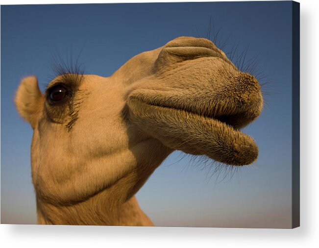 Animal Themes Acrylic Print featuring the photograph Close View Of Camels Head by Martin Child