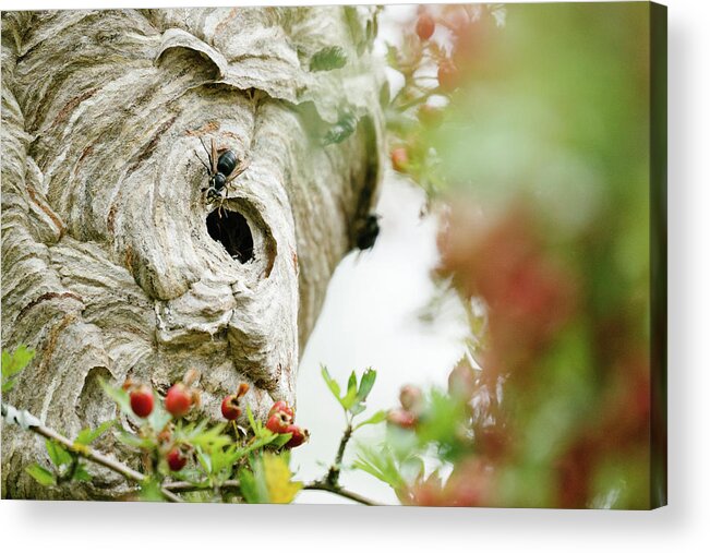 Pollinators Acrylic Print featuring the photograph Closeup Photo Of A Bee Entering A Hive by Cavan Images