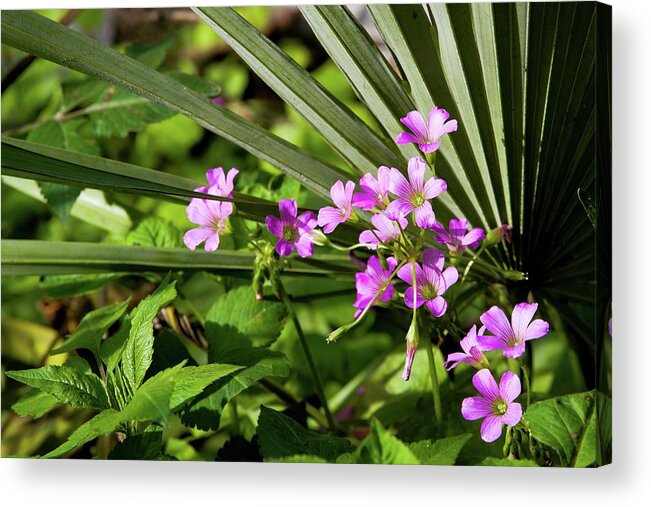 Florida Acrylic Print featuring the photograph Clover in Palmetto a Florida Scene by T Lynn Dodsworth