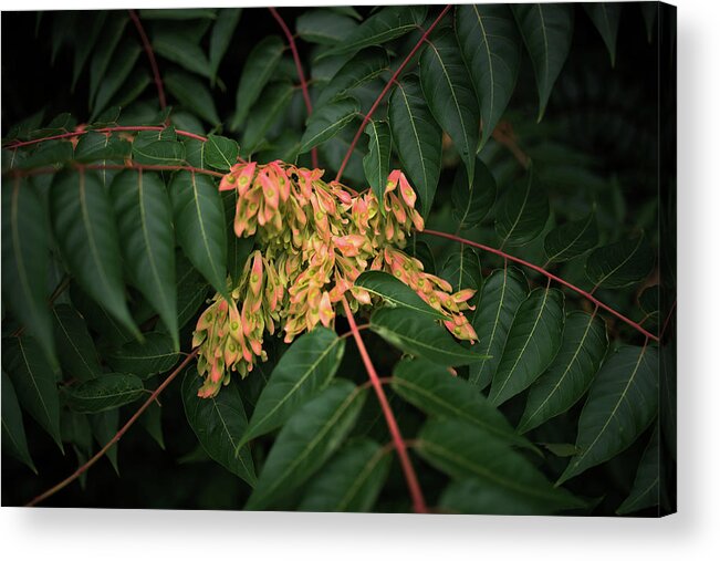 Seeds Acrylic Print featuring the photograph Cluster Of Seeds In A Tree Among Leaves by Cavan Images