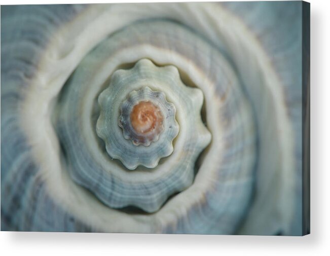 Animal Themes Acrylic Print featuring the photograph Colorful Conch Shell Spiral by By Dornveek Markkstyrn