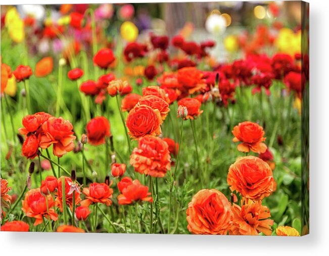 Italy Acrylic Print featuring the photograph Colorful Flowers In Garden by Vivida Photo PC