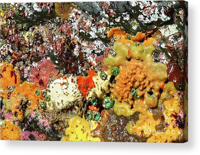 Close Up Acrylic Print featuring the photograph Colorful ocean sponges at low tide Oregon USA by Robert C Paulson Jr