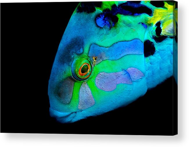 Fish 
Ocean
Underwater
Sealife
Lagoon
Colors Acrylic Print featuring the photograph Colors by Serge Melesan