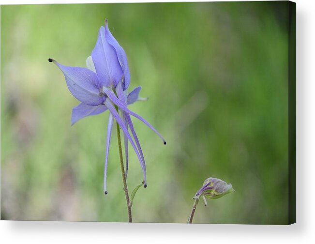  Acrylic Print featuring the photograph Columbine details by Susie Rieple