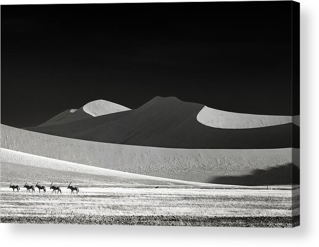 Oryx Acrylic Print featuring the photograph Come On Guys We Go Away by Mathilde Guillemot
