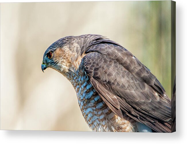Hawk Acrylic Print featuring the photograph Concentration by Cathy Kovarik