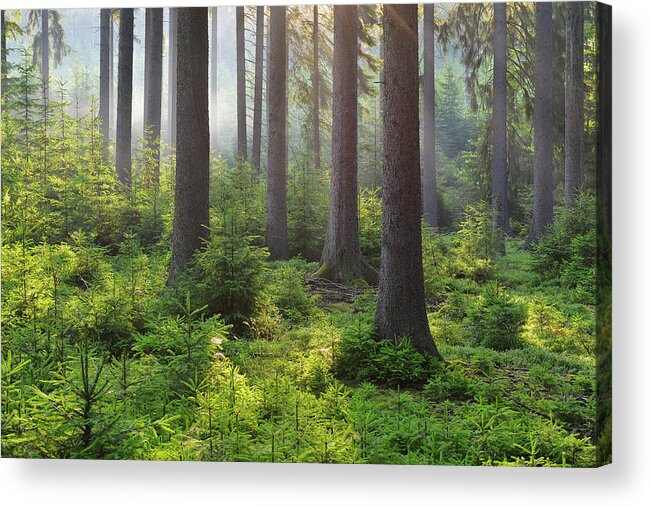 Scenics Acrylic Print featuring the photograph Coniferous Forest In The Morning by Raimund Linke