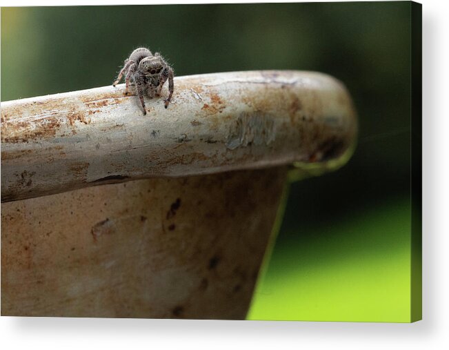 Spider Acrylic Print featuring the photograph Contemplating a Next Step by Brooke Bowdren