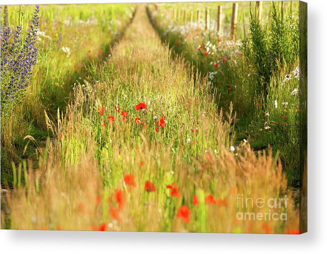 Converging Acrylic Print featuring the photograph Converging tracks in a flower meadow by Simon Bratt