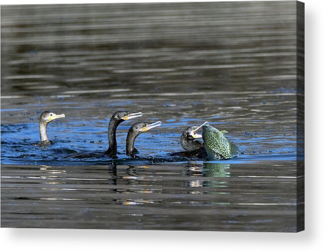 Cormorants Acrylic Print featuring the photograph Cormorants and Large Fish 5276-022619-1 by Tam Ryan