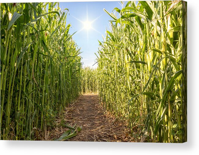 Corn Acrylic Print featuring the photograph Corn Maze by Alison Frank