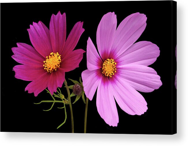Cosmos Acrylic Print featuring the photograph Cosmos Duet by Terence Davis