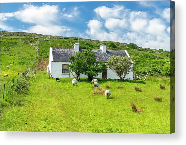 Estock Acrylic Print featuring the digital art Cottage & Sheep, Mayo, Ireland by Sebastian Wasek
