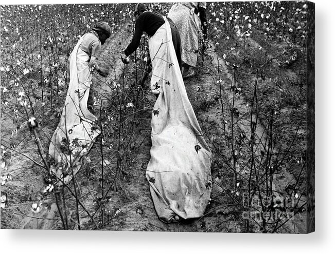 Historical Acrylic Print featuring the photograph Cotton Pickers by Library Of Congress/science Photo Library