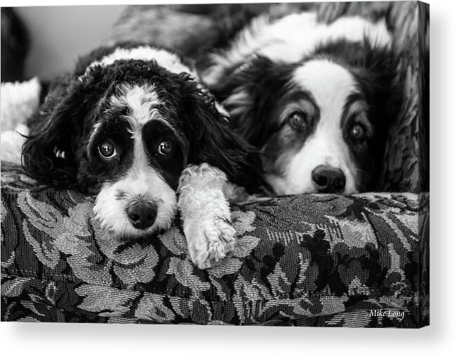 Dogs Acrylic Print featuring the photograph Couch Potatoes by Mike Long
