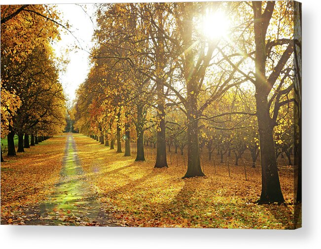 Scenics Acrylic Print featuring the photograph Country Lane In Autumn by Jackscoldsweat