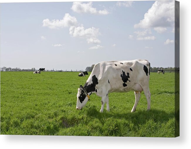 Grass Acrylic Print featuring the photograph Cow Eating Grass On Farm Land by Ebrink