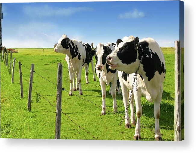 Grass Acrylic Print featuring the photograph Cow by Lisegagne
