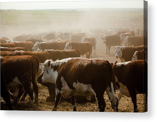 Food Chain Acrylic Print featuring the photograph Cows In Feedlot by Mauro scarone