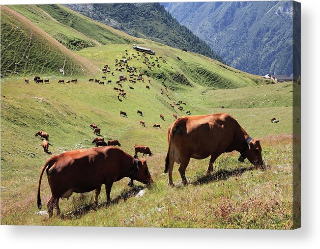 Cow Acrylic Print featuring the photograph Cows In Tarentaise Valley - Tarine Race by Martial Colomb