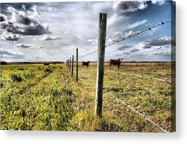 Animal Themes Acrylic Print featuring the photograph Cows by Wendy Erlendson