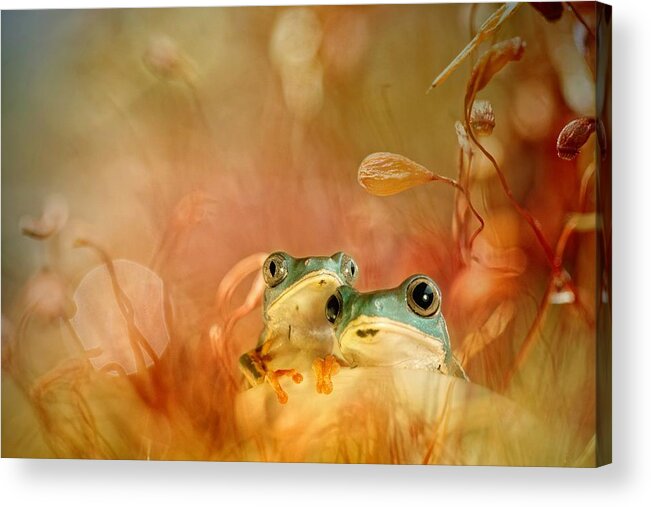 Treefrogs Acrylic Print featuring the photograph Cozy by Wil Mijer