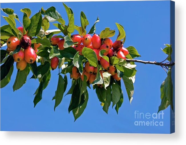 Crab Apple Acrylic Print featuring the photograph Crab Apple (malus Sp.) by Dr Keith Wheeler/science Photo Library
