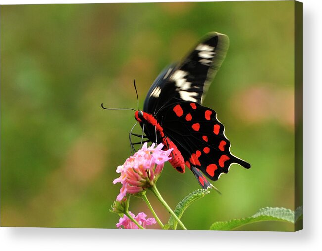 Insect Acrylic Print featuring the photograph Crimson Rose by Radha Rangarajan