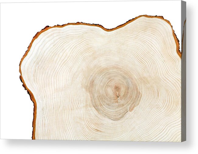 Curve Acrylic Print featuring the photograph Cross Section Of A Piece Of Wood by Josef Mohyla