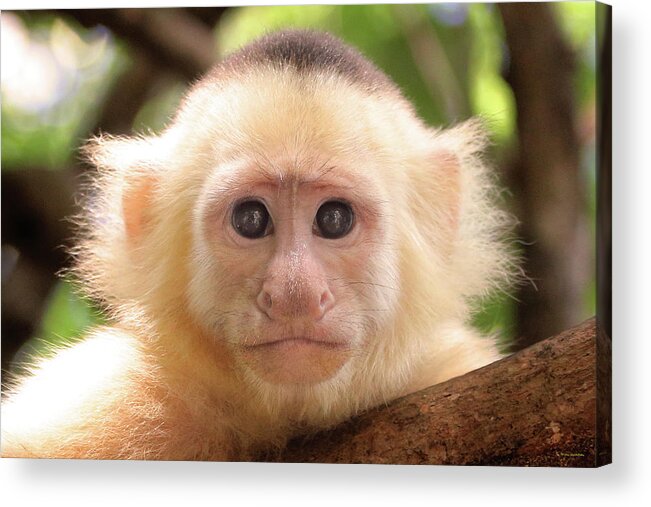 Curious Acrylic Print featuring the photograph Curious George by Brian Gustafson