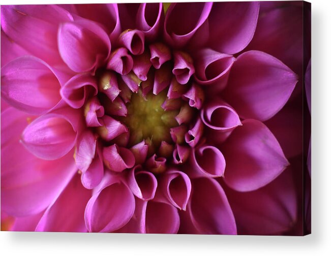 Flower Acrylic Print featuring the photograph Curled Up by Michelle Wermuth