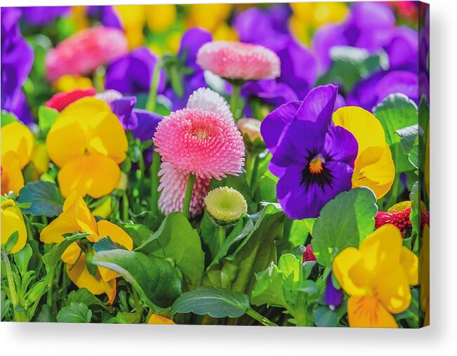 Cute Acrylic Print featuring the photograph Cute Flowers by Top Wallpapers
