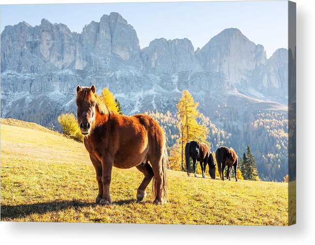 Landscape Acrylic Print featuring the photograph Cute Hairy Horse In An Autumn Meadow by Ivan Kmit
