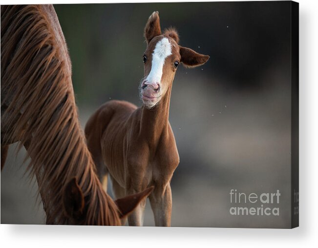 Cute Acrylic Print featuring the photograph Cutie by Shannon Hastings
