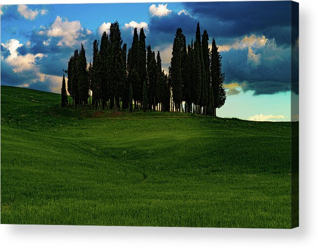 Tuscany Acrylic Print featuring the photograph Cypress Trees by Chris Lord