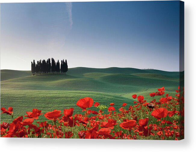 Tranquility Acrylic Print featuring the photograph Cypresses And Red Poppies by Buena Vista Images