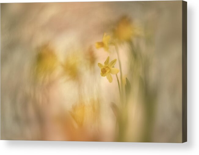 Daffodils Acrylic Print featuring the photograph Daffodils by Nel Talen