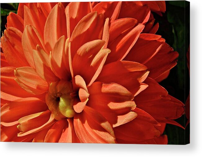 Coral Acrylic Print featuring the photograph Fresh Start by Susan Callaway